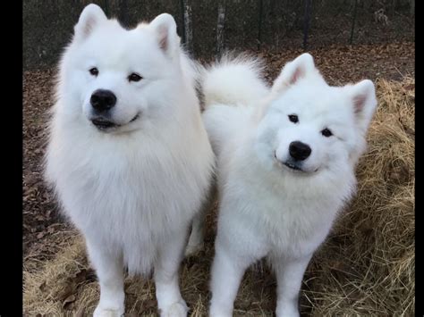 The Cost of Owning a White Magic Samoyed: Budgeting Tips